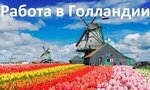 Отзывы о работе в Голландии