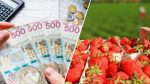 Весенне-летняя сезонная работа в Польше 2026: сроки и зарплаты